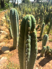 👑💎 Chavin De Huantar — XL 14” Tip