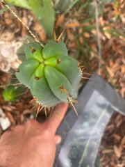 👑🌶️🌶️ Pala — Another 9” Tip