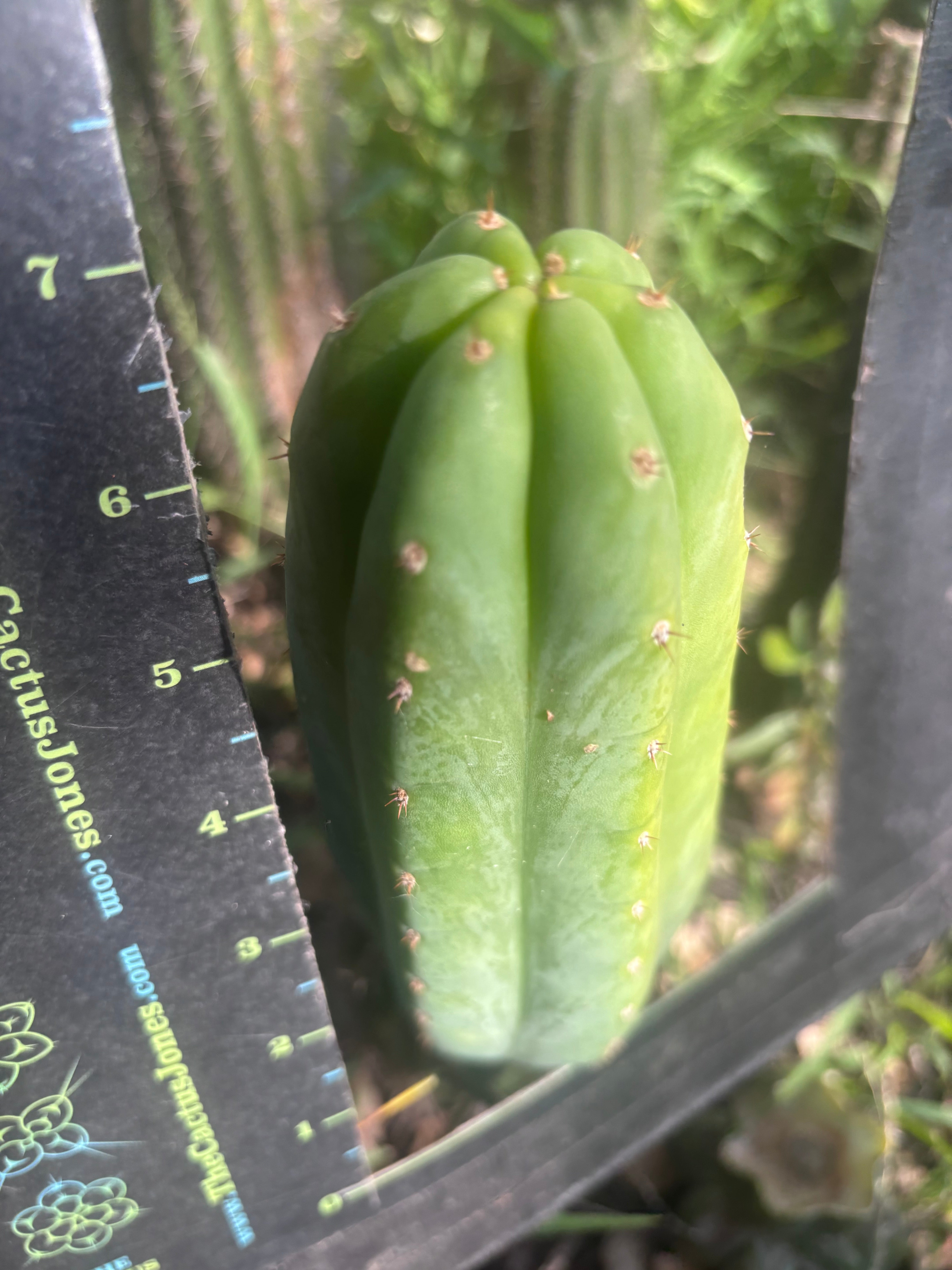 👑🌶️🌶️ KR04 — 7” Tip