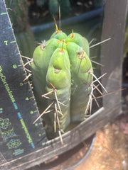 💎🌶️🌶️ NOM — Thick 7” Tip