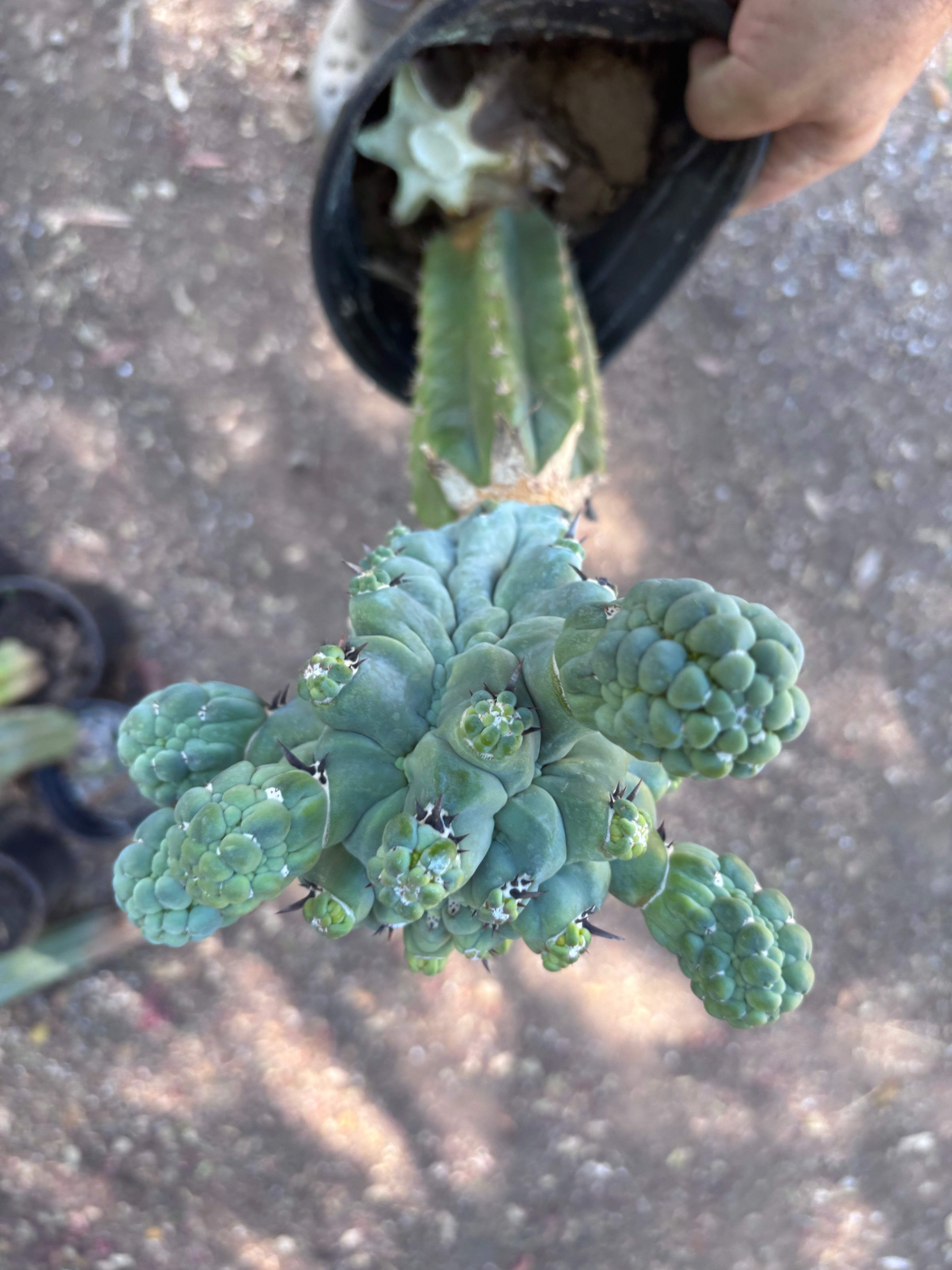 💎👑💎 Glorp — XL Rooted Pupsplosion Graft