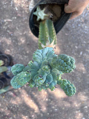 💎👑💎 Glorp — XL Rooted Pupsplosion Graft