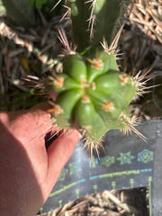 💎👑💎 Tulhuay — Rare Magenta Flower — 5” Pup