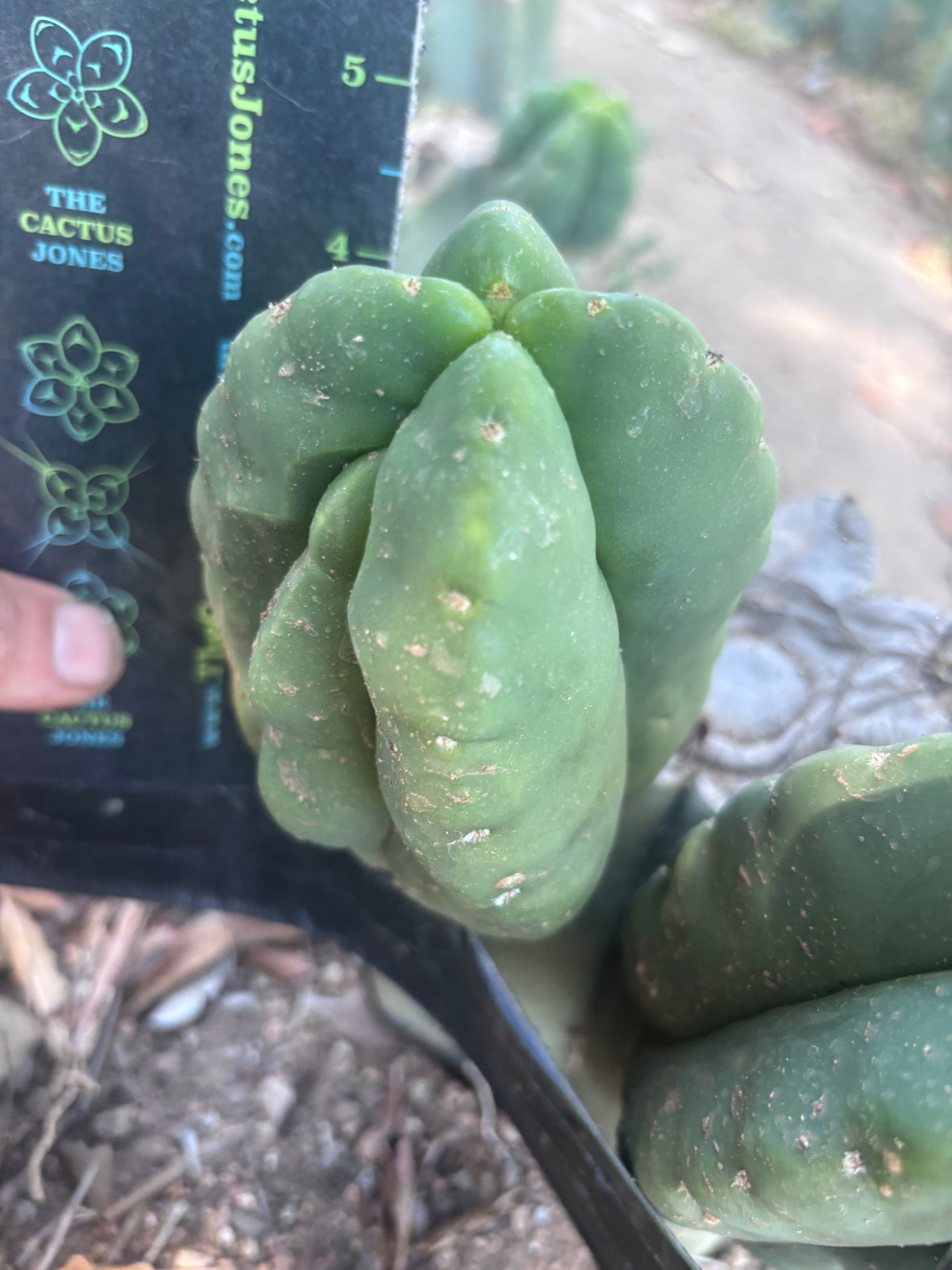 💎👑💎🌶️ Ferah — Fourwang Chub Muffin