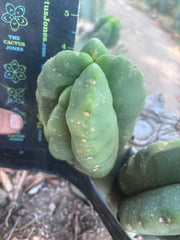 💎👑💎🌶️ Ferah — Fourwang Chub Muffin