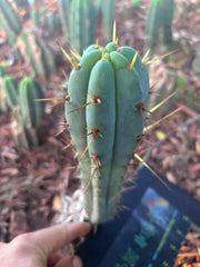 👑🌶️🌶️ Pala! — 8” Pup