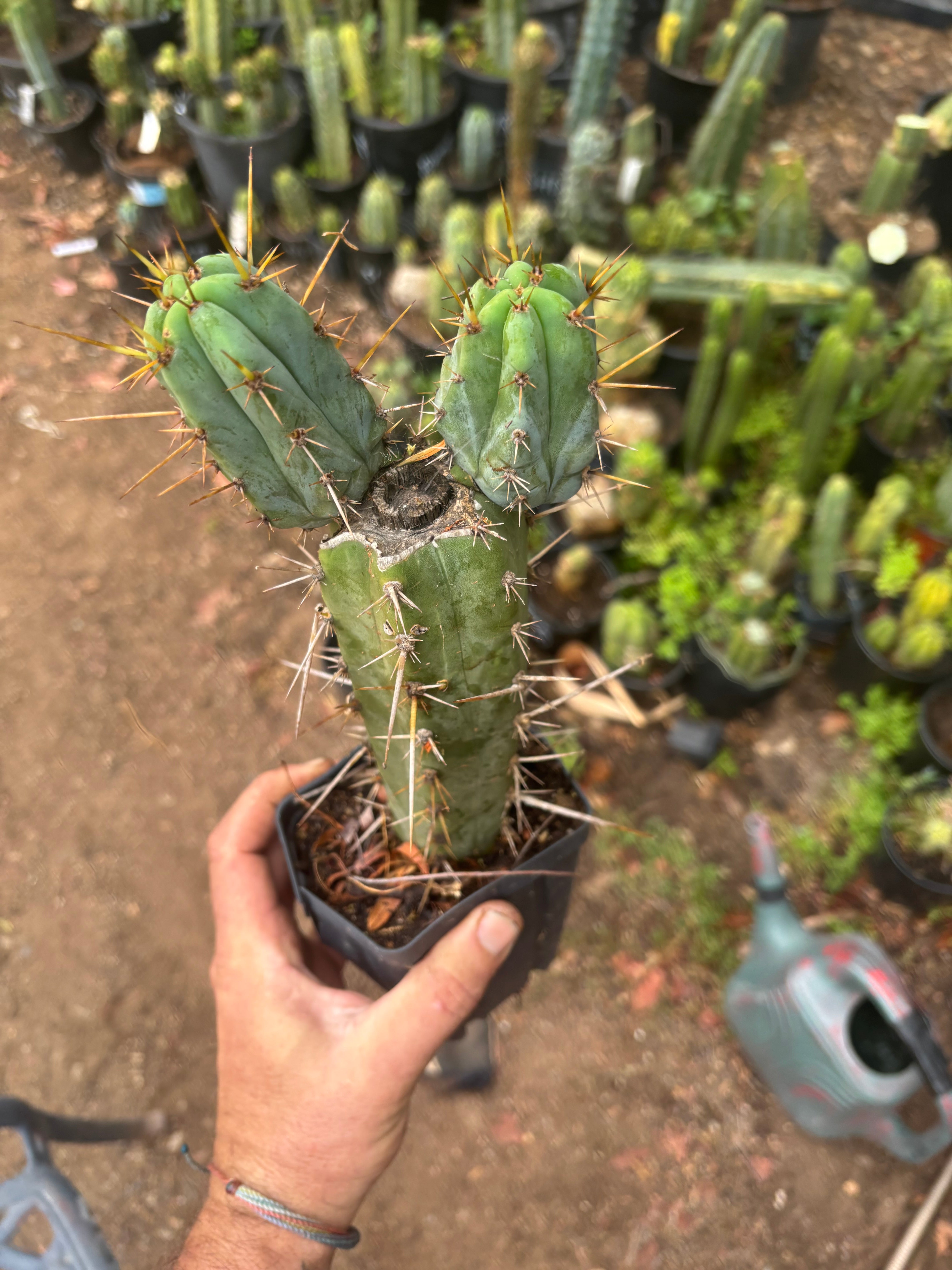Wild Andes x SS02 — 10” Rooted Mid w/ Pups