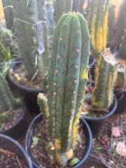 🔰 Vari Pachanoi — 8.5” Tip