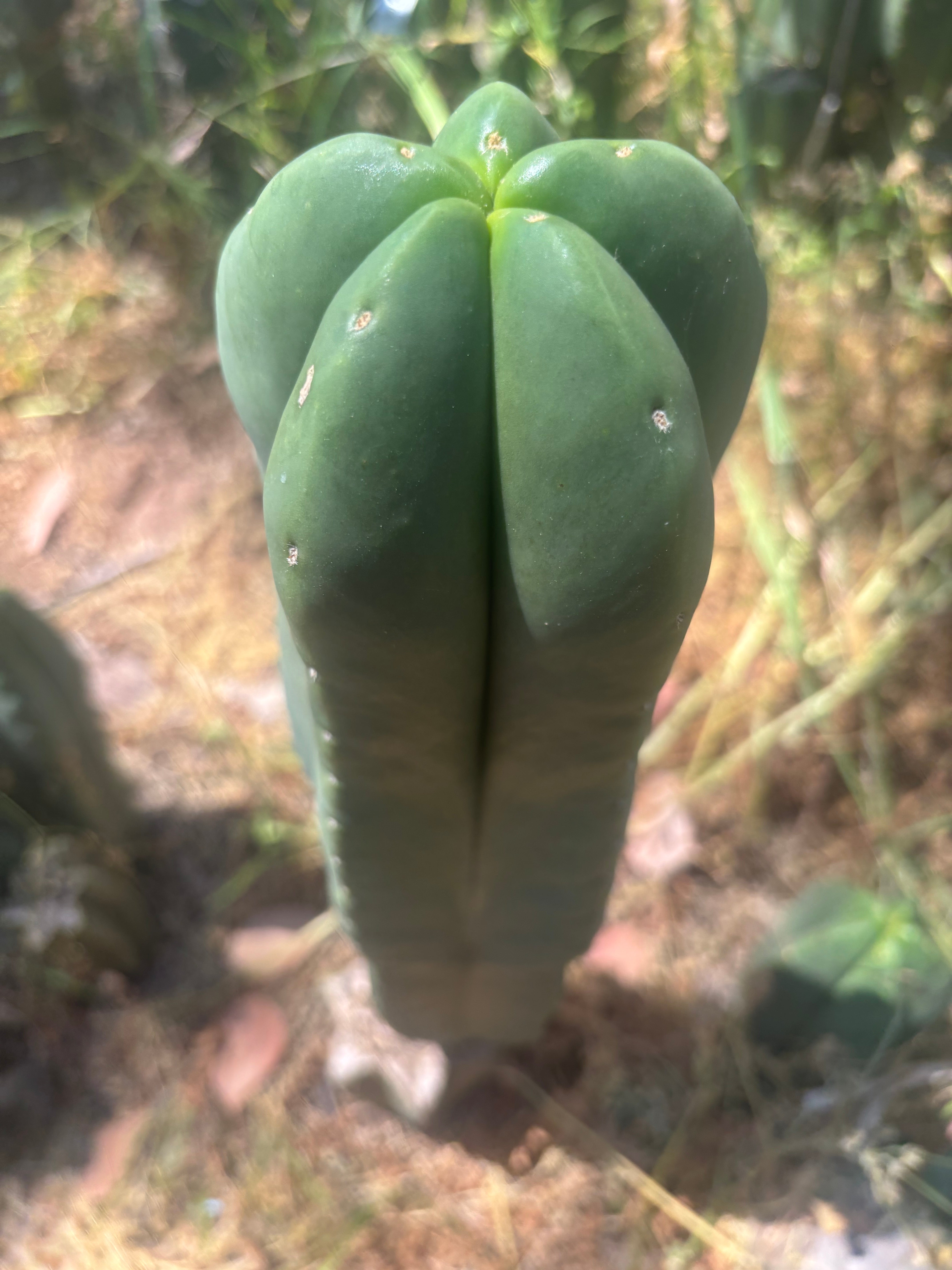 👑💎 Aussie Scop — FAT 12” Tip