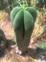 👑💎 Aussie Scop — FAT 12” Tip