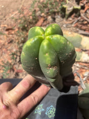 💎👑💎🌶️ Ferah! — 5.5” Pup