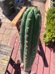 👑💎 Chavin De Huantar — XL 17” Tip