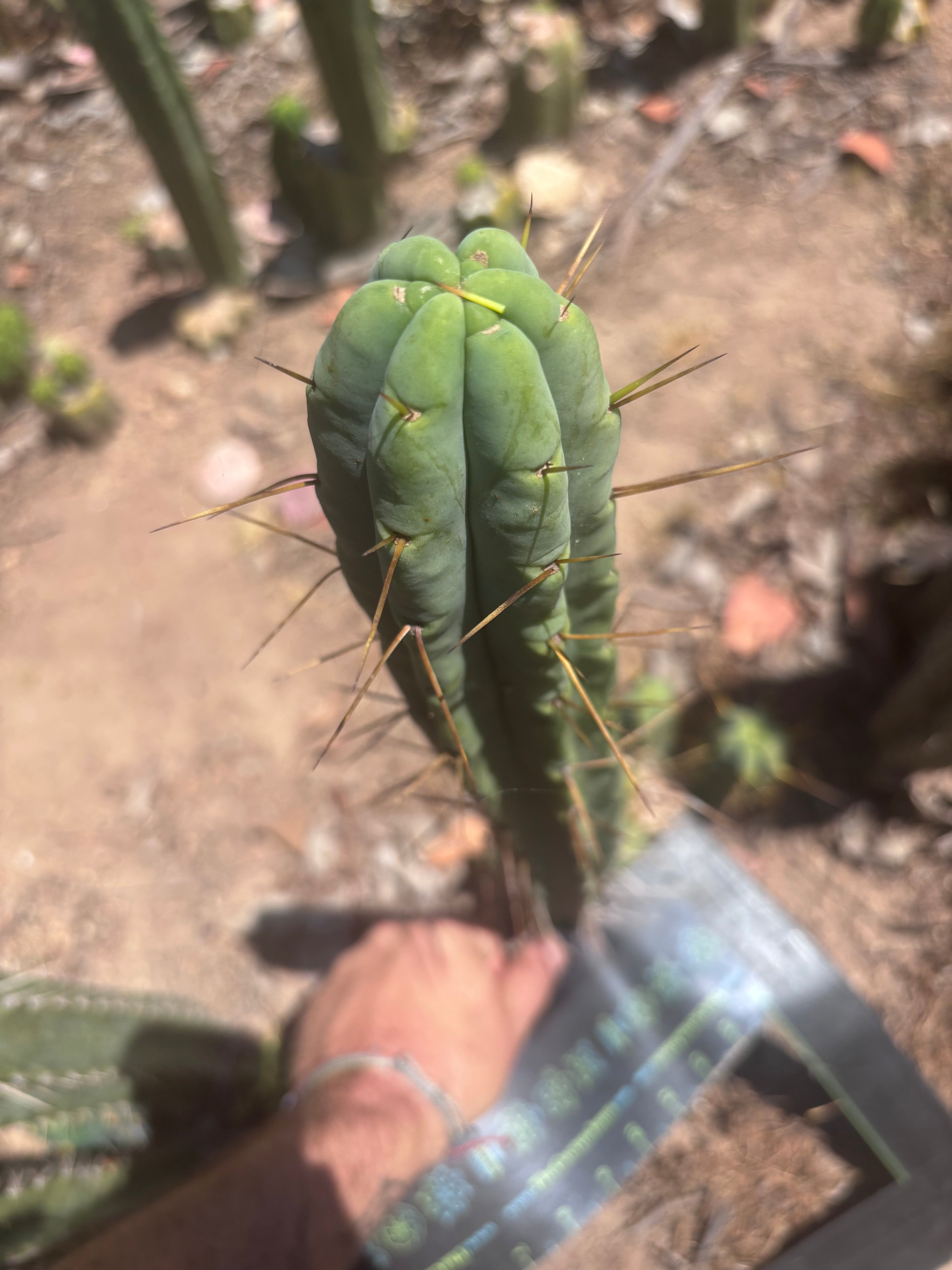 👑🌶️🌶️  Jiimz Twin — 15” Pup