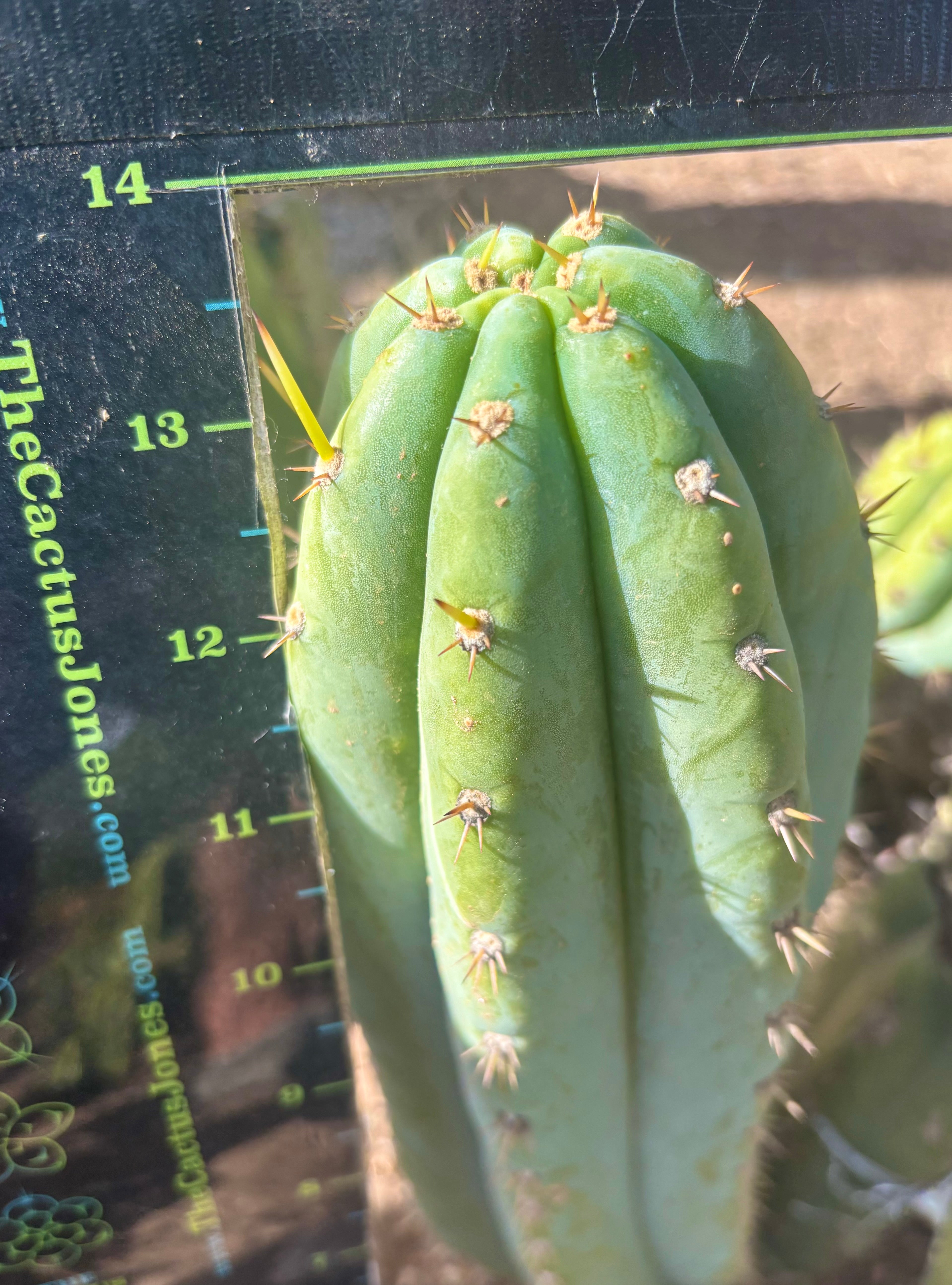 👑 Brian’s Blue Skies — XL 14” Pup