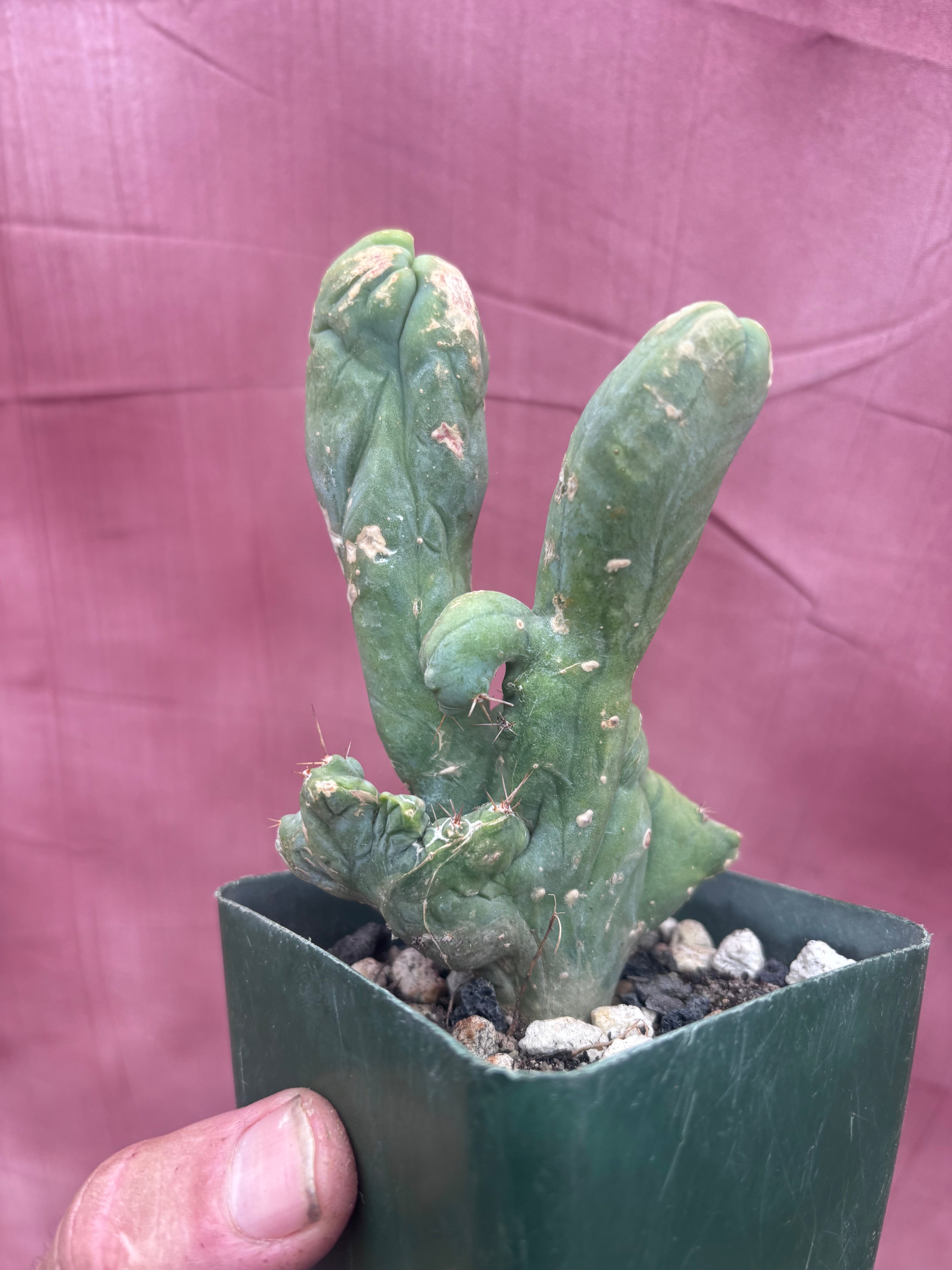 👑💎🌶️🌶️ TBMC — Rooted 6”