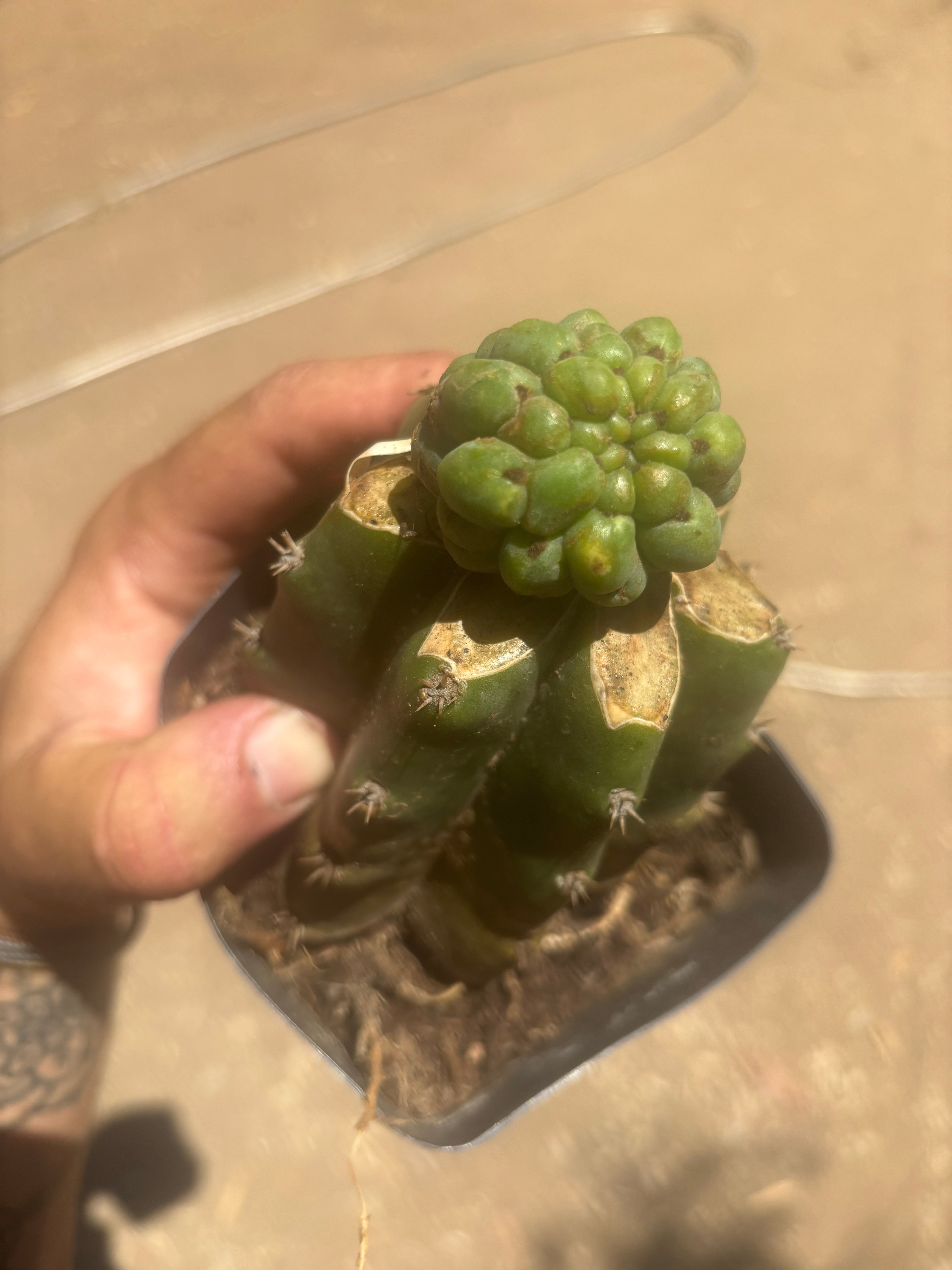 💎👑💎 Havran — Pup Graft on Rooted PC