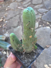👑🌶️🌶️  TBM Clone B — Fully Rooted