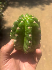 💎🦄💎 JS444 x Pluto (Cross Genus!) — Fat 5” Grenade