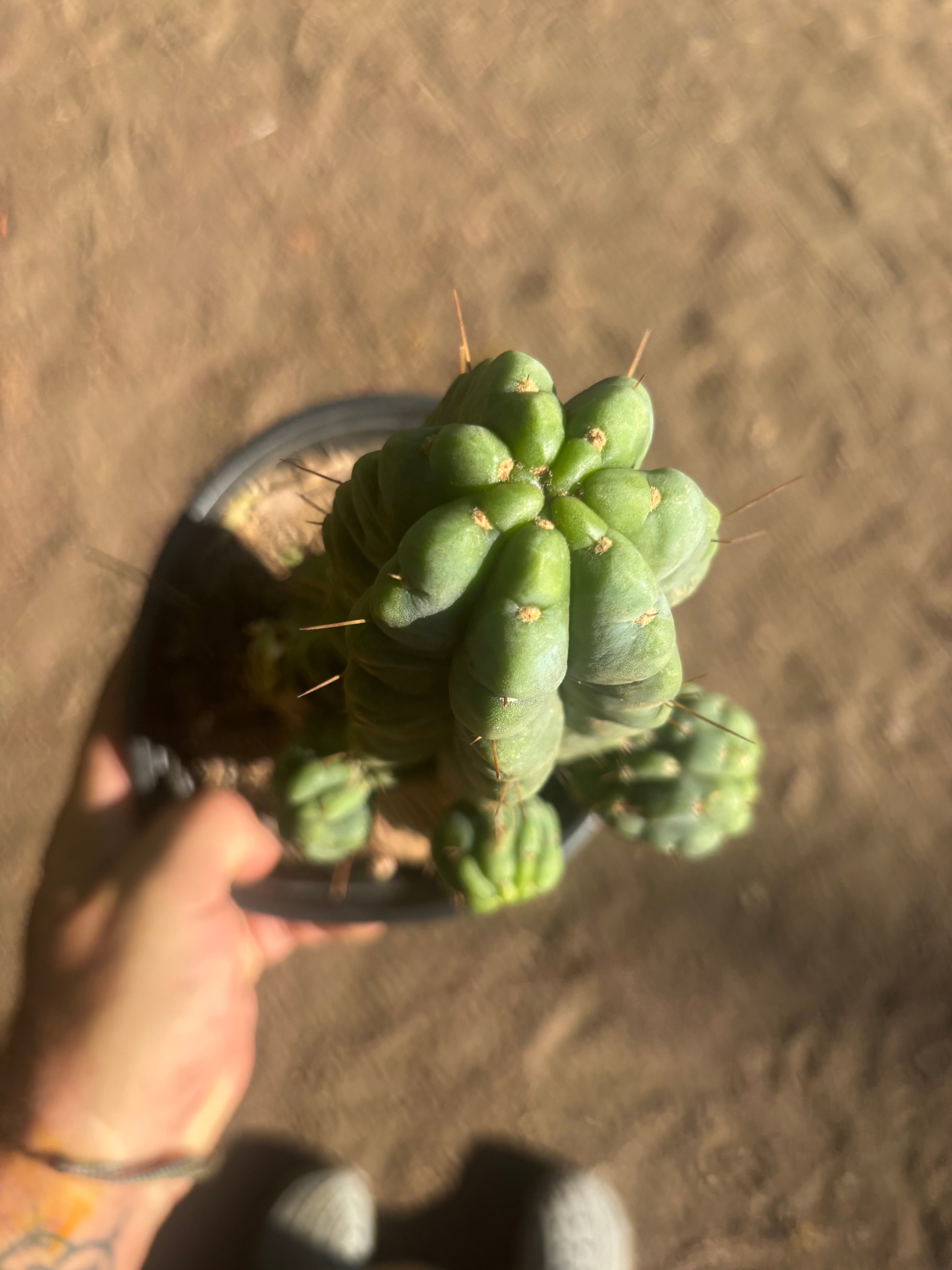 💎👑💎 Havran — Established Multi-Pup Graft on PC