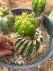❗️💎👑💎❗️BK08611.4 Clone A — Pupping Rooted Slab Graft