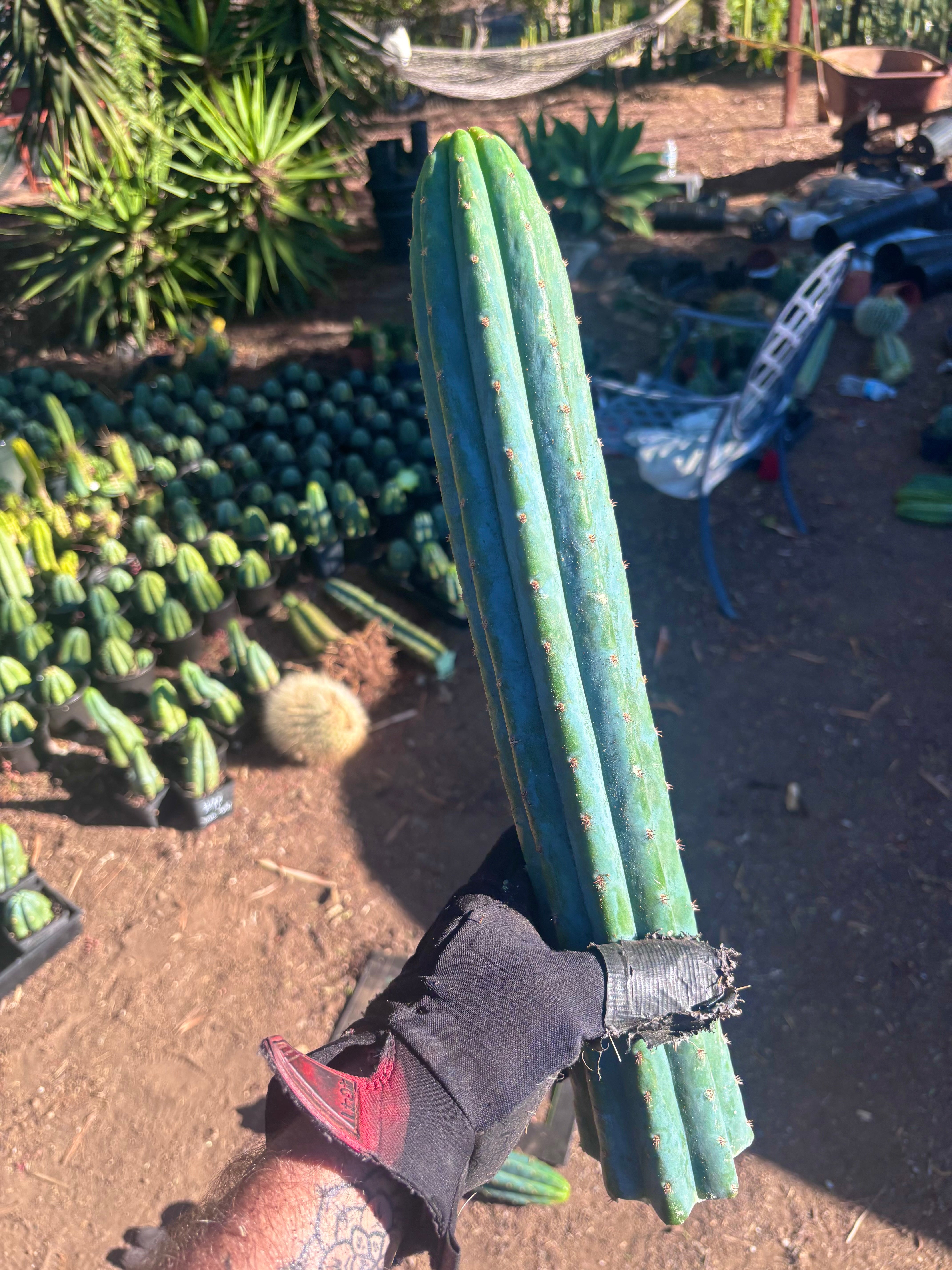 👑🌶️ Ventucky Blue — 16” Tips