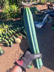 👑🌶️ Ventucky Blue — 16” Tips