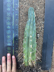 👑🌶️ Lumberjack— Fully Rooted 12” Tip