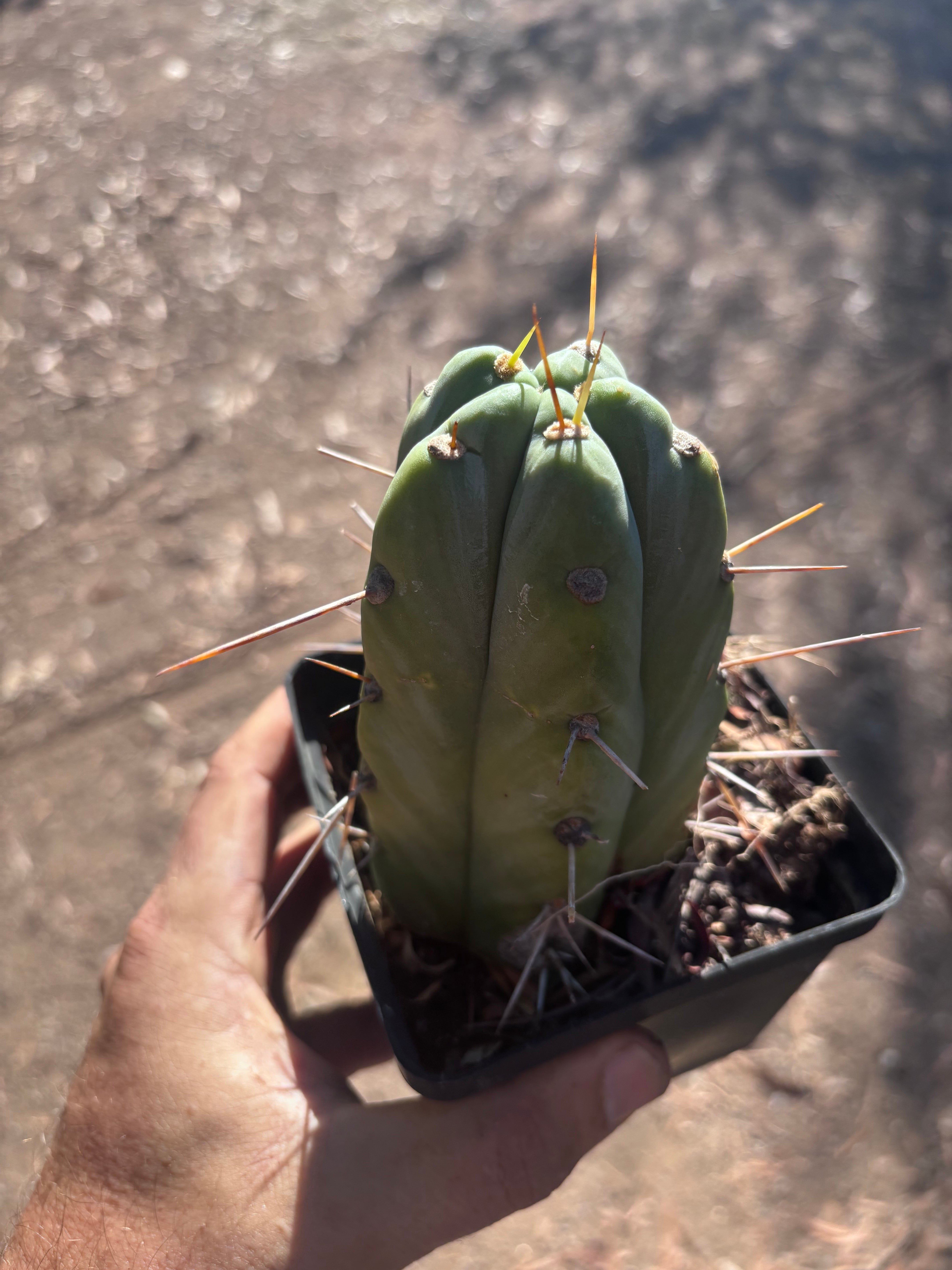 👑🌶️  Jiimz Strong Spine — Rooted Tip