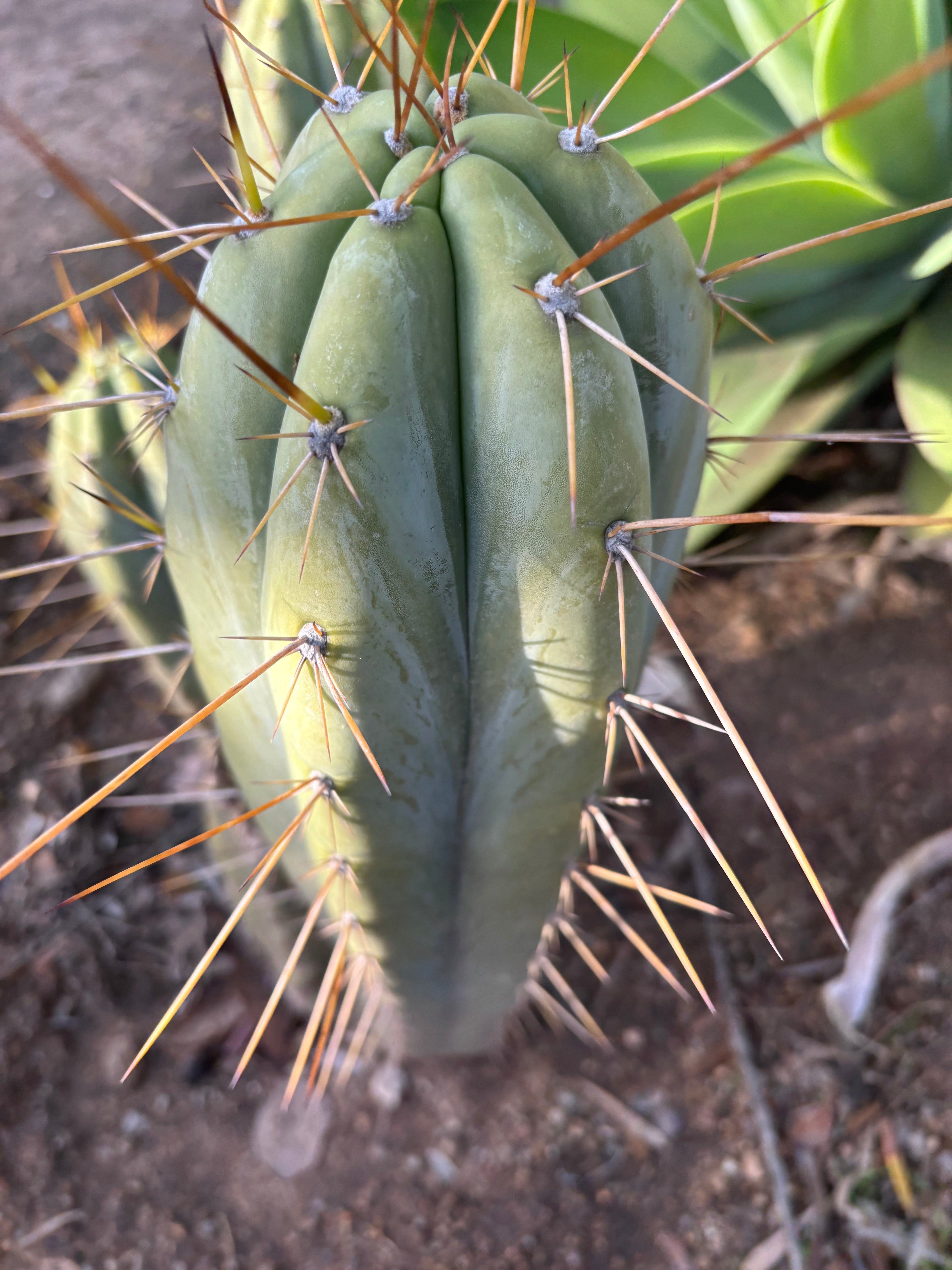 👑 Huanu from Lotusland —  Fat 13” Tip