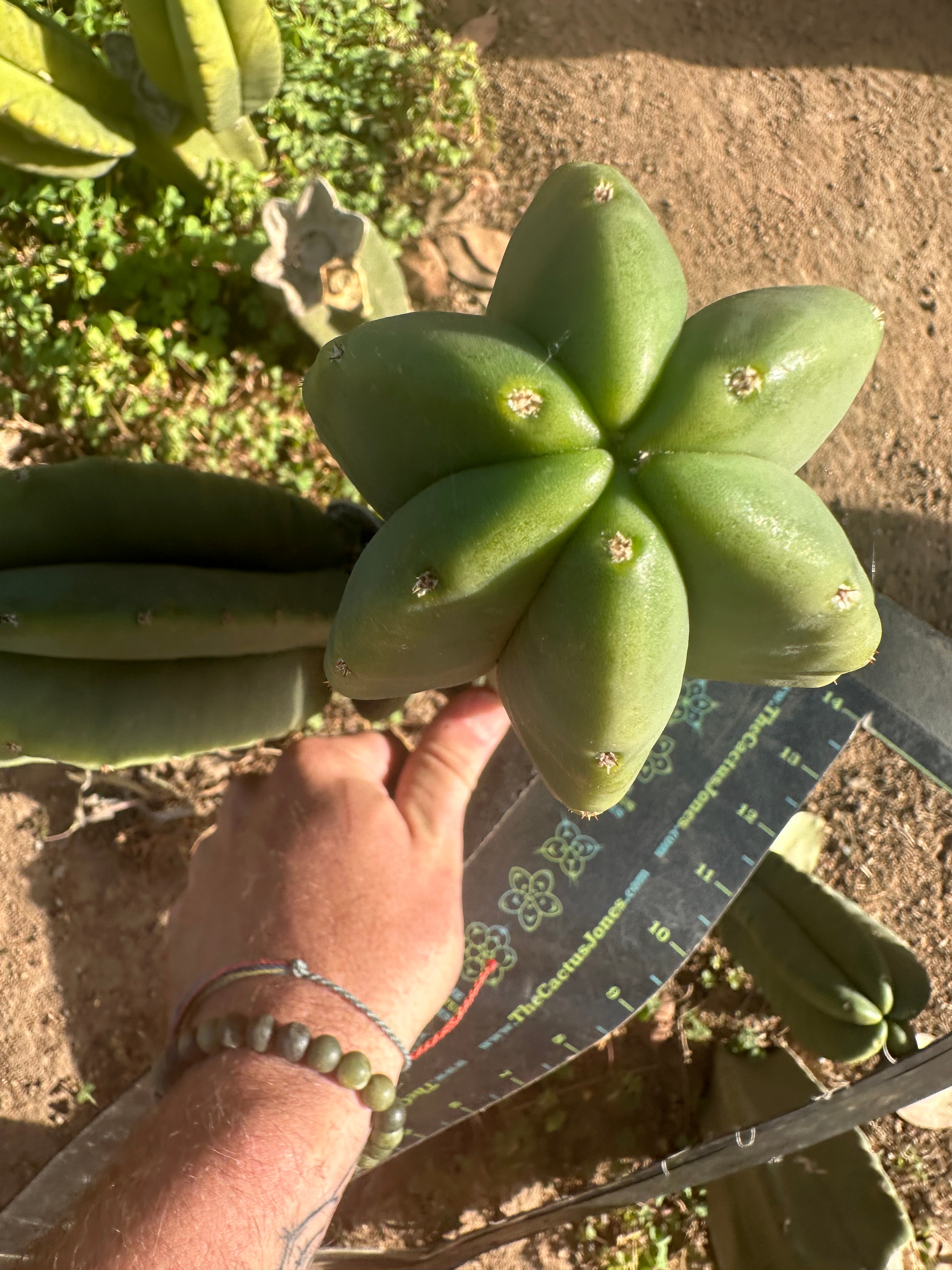 💎 Primo Aussie Scop  — Fat 10” Pup