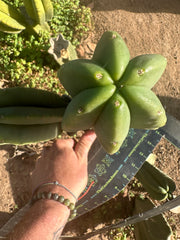 💎 Primo Aussie Scop  — Fat 10” Pup