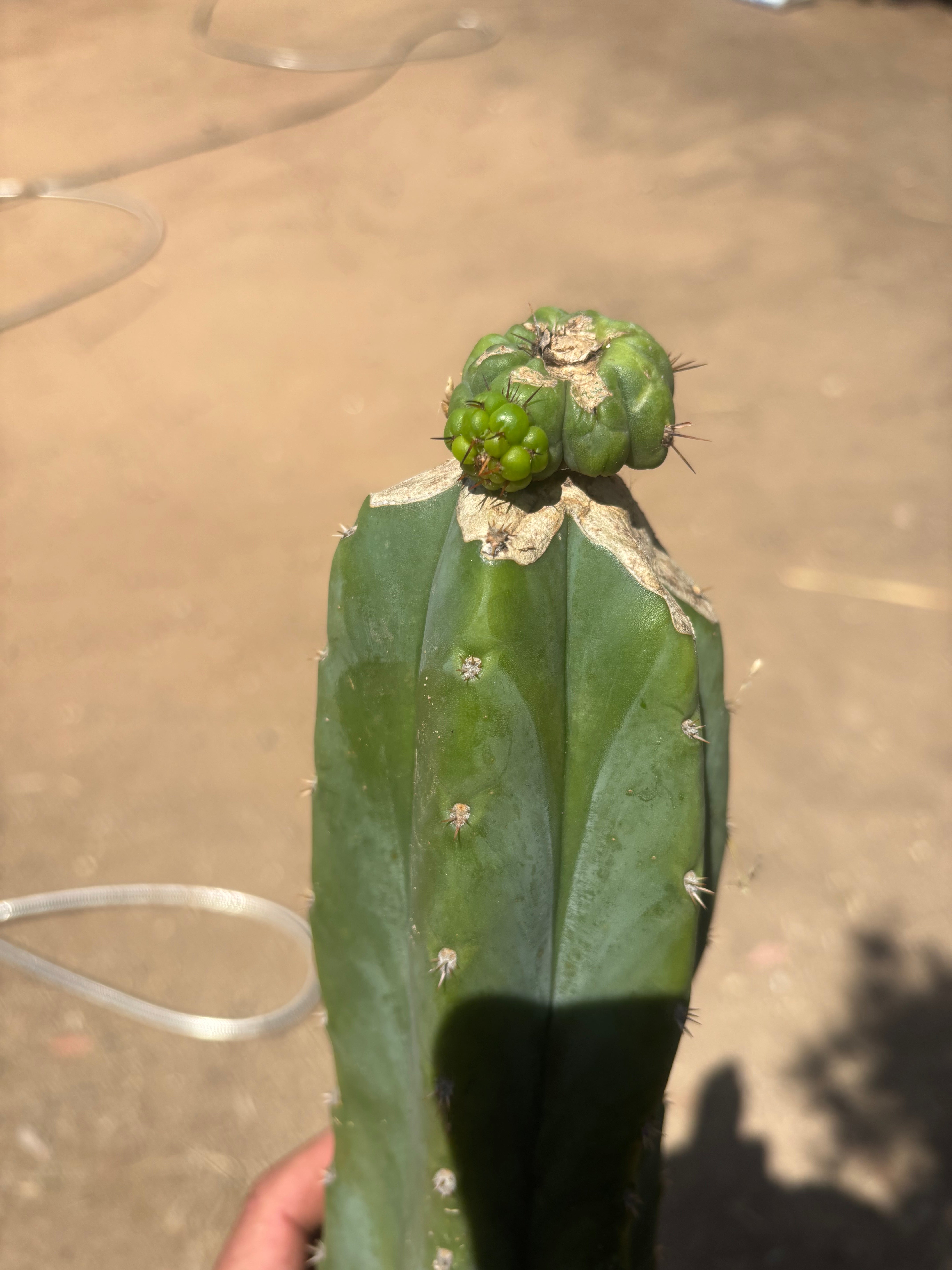 💎👑💎 Havran — XL Butt Graft w/ Pup