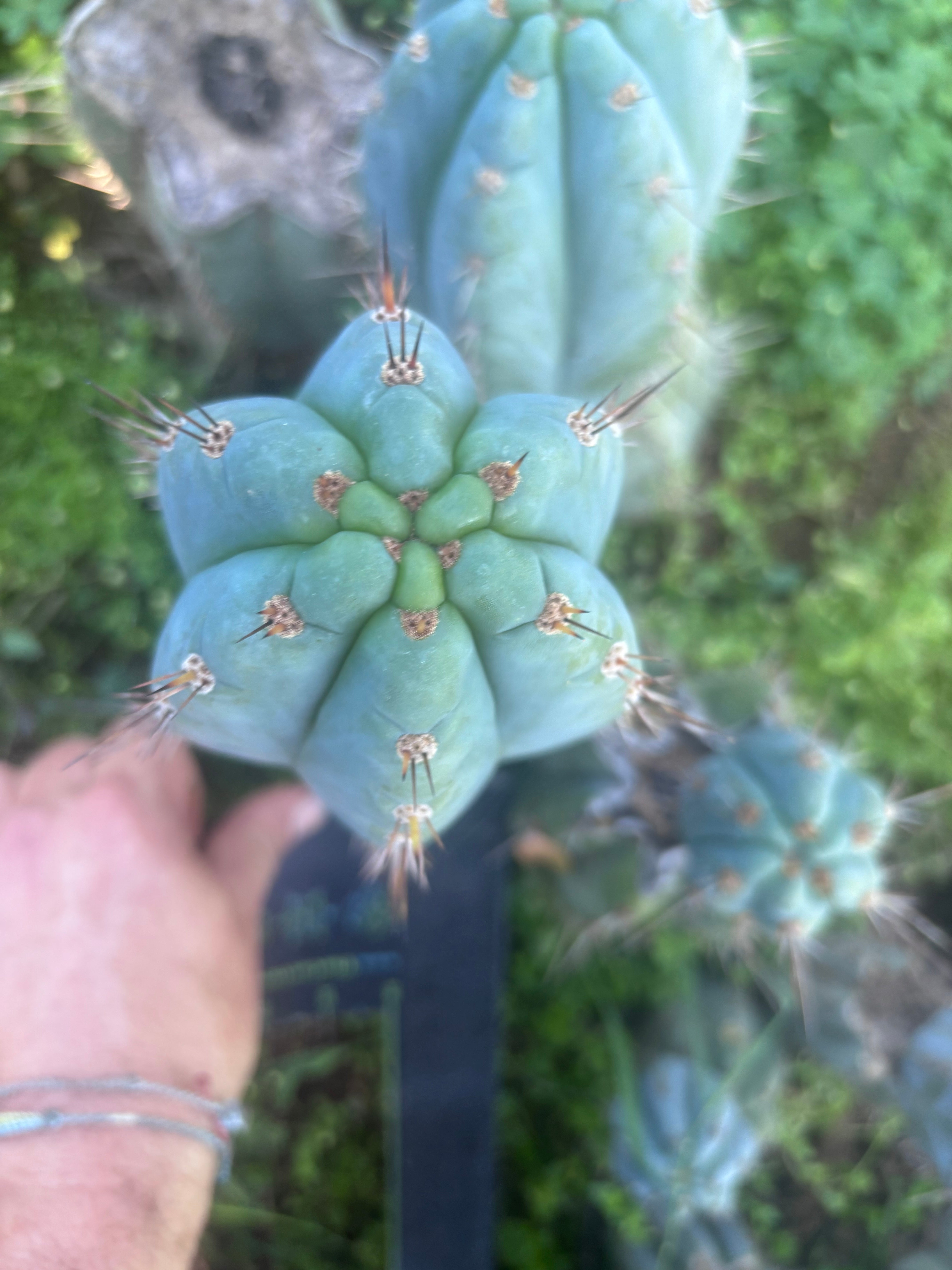 💎👑 Papa Smurf — FAT 9.5” Tip