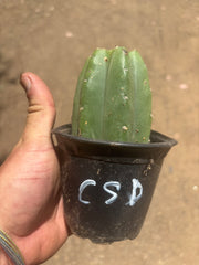 👑💎🌶️  CSD — Pup Graft on Rooted Pierre