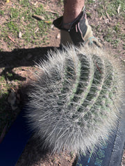 💎 T. Atacamensis — 11” x 8” Fur Melon (Last One)