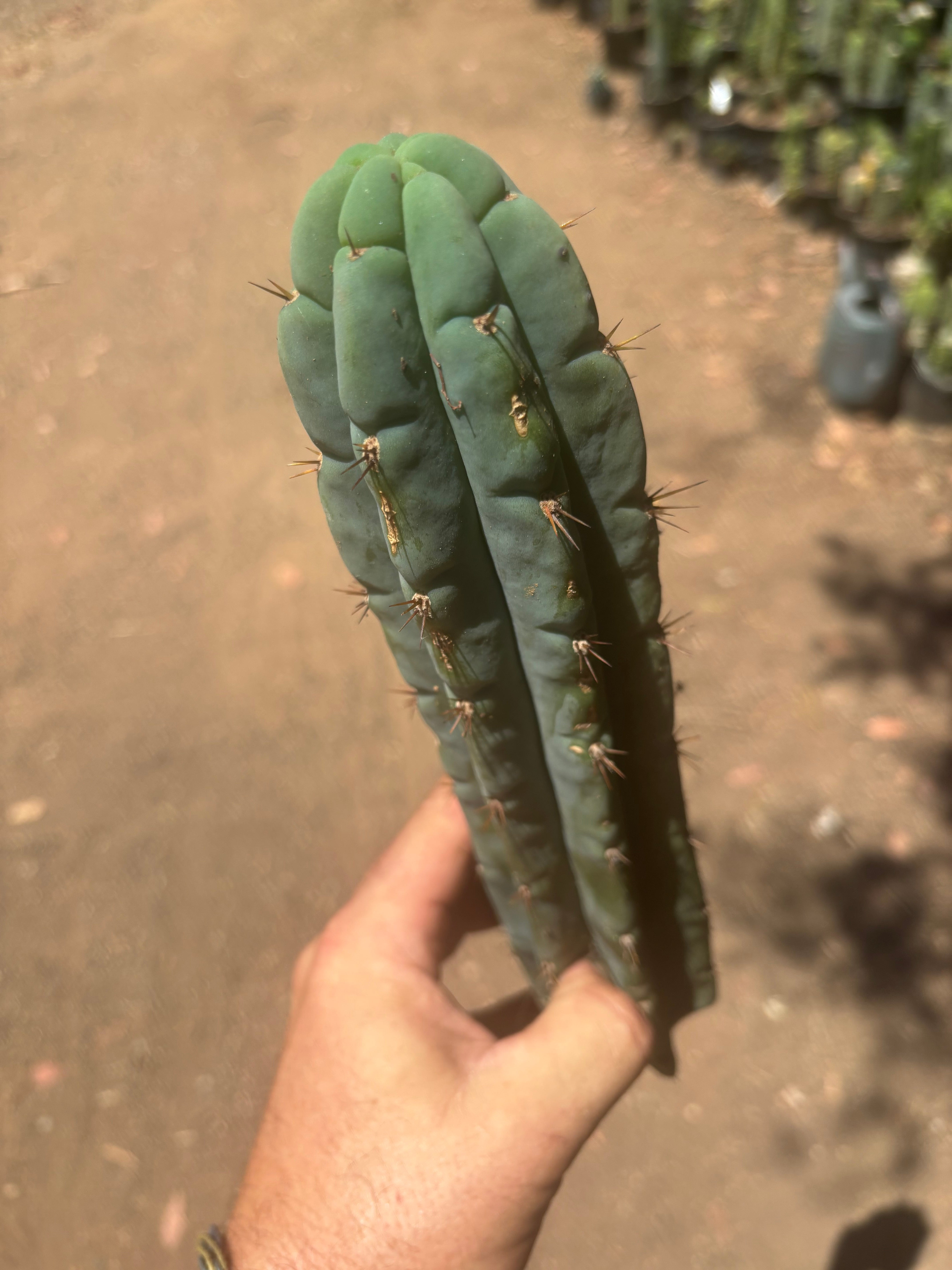 👑🌶️🌶️ Austy’s Bomb — 11.5”Tip
