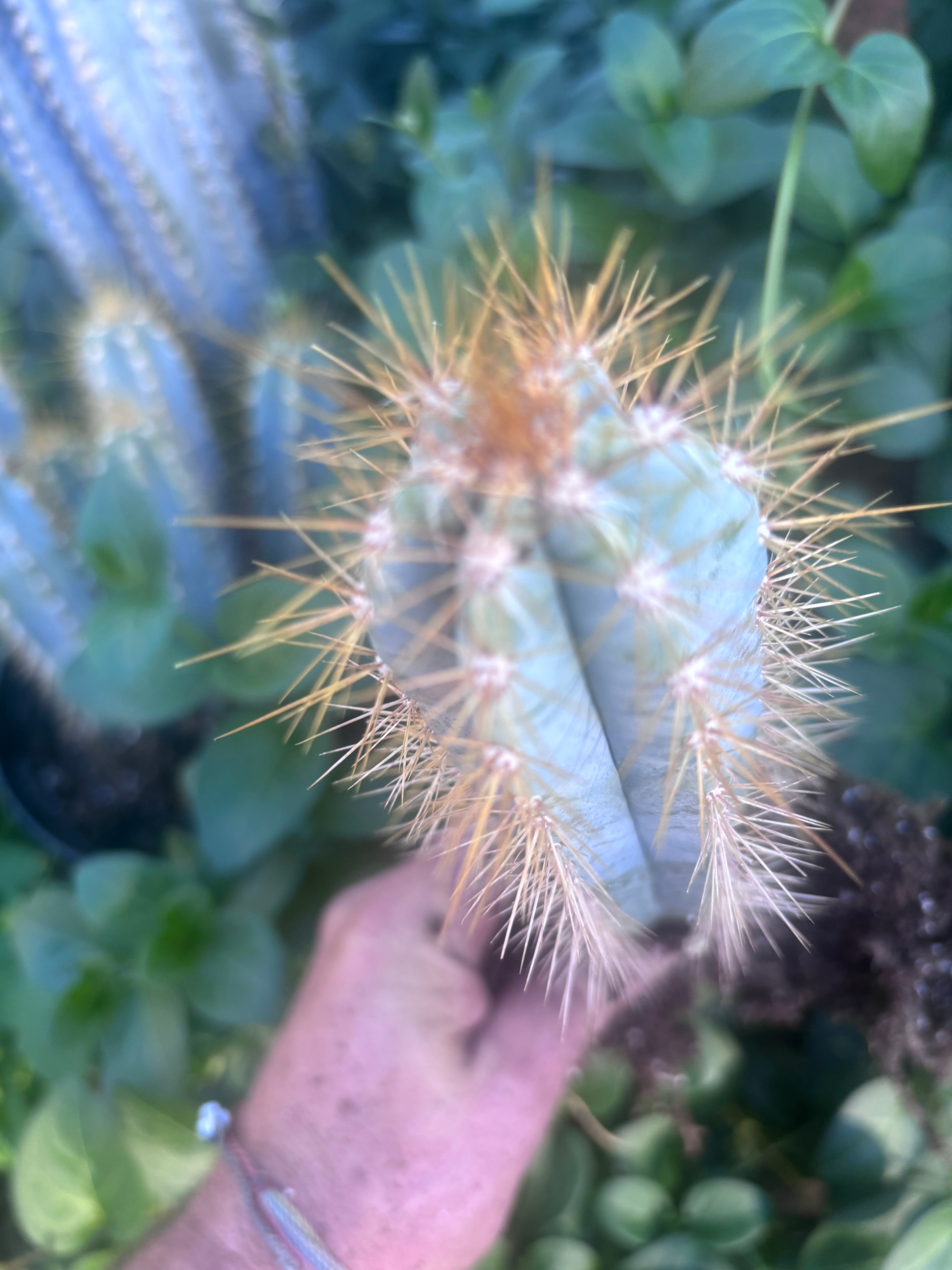 🎁 NEW Add On Freebie! — Pilosocereus, Rooted 8”-11”