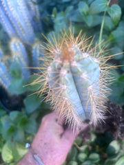 🎁 NEW Add On Freebie! — Pilosocereus, Rooted 8”-11”