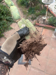 👑🌶️🌶️ Dulzura — Rooted 14”