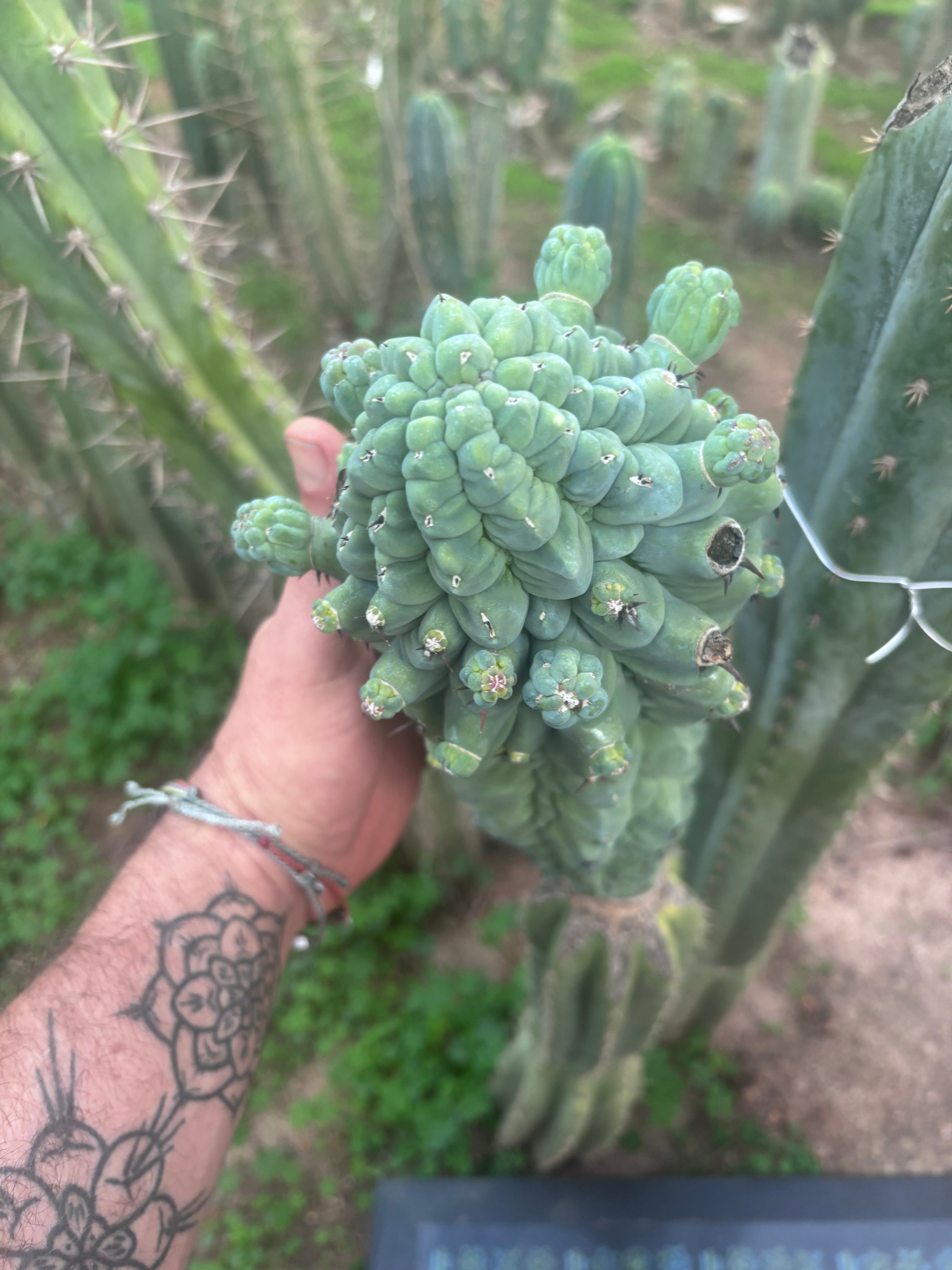 💎👑💎 Glorp — XXL Pupsplosion Graft (Re-Listing)