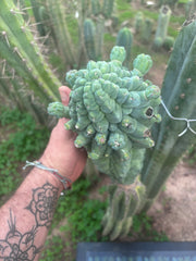 💎👑💎 Glorp — XXL Pupsplosion Graft (Re-Listing)