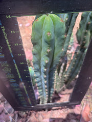 🌶️🌶️ NoidTwo — XL 14” Tip