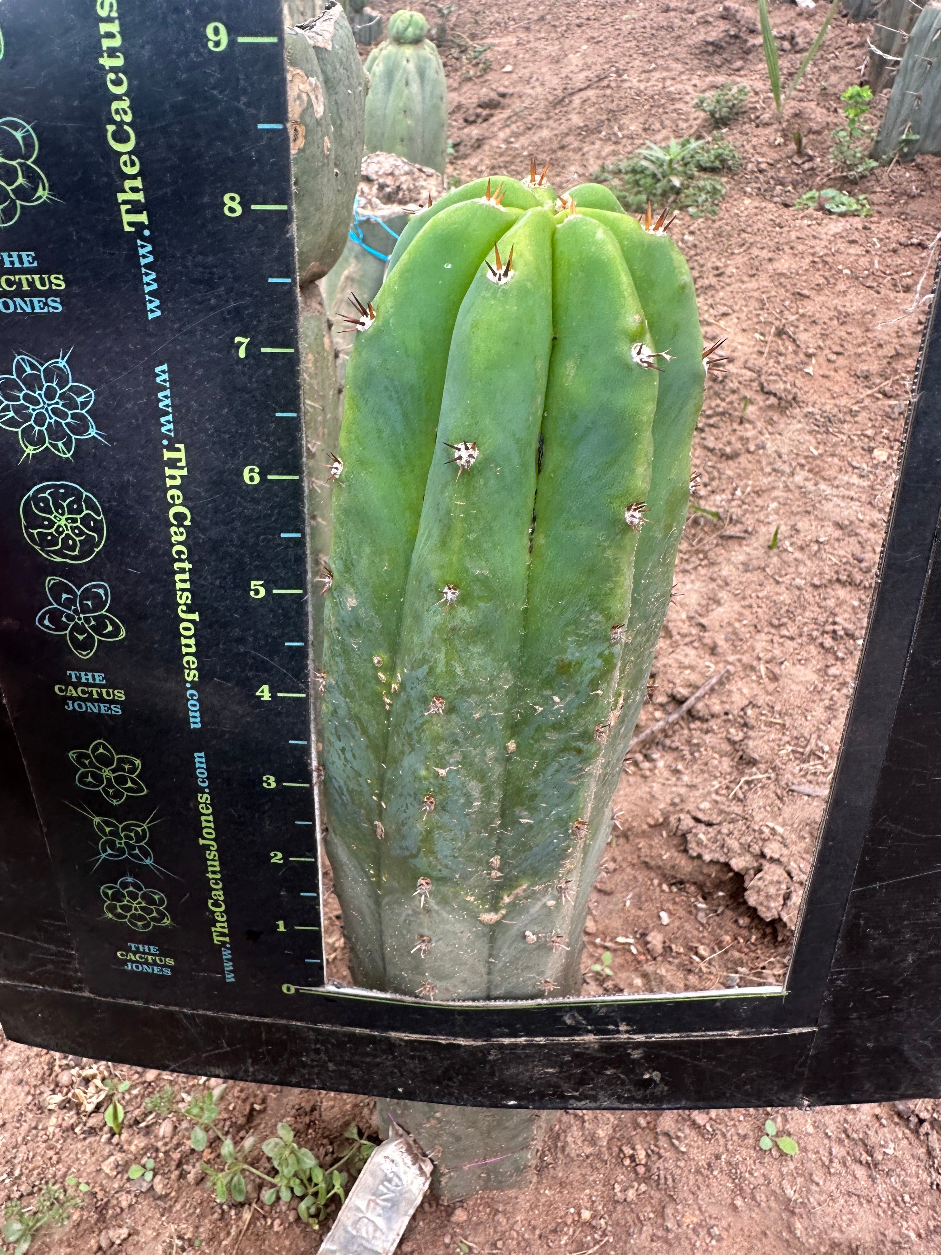 Lance x Hyperspace Pixie — 8” Tip