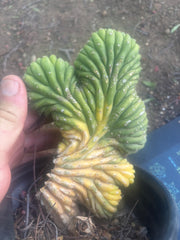 🔰💎 Crested Variegated Pachanoi, Rooted