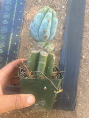 💎👑💎  NUBS — Pupped Slab Graft on Rooted Hammer