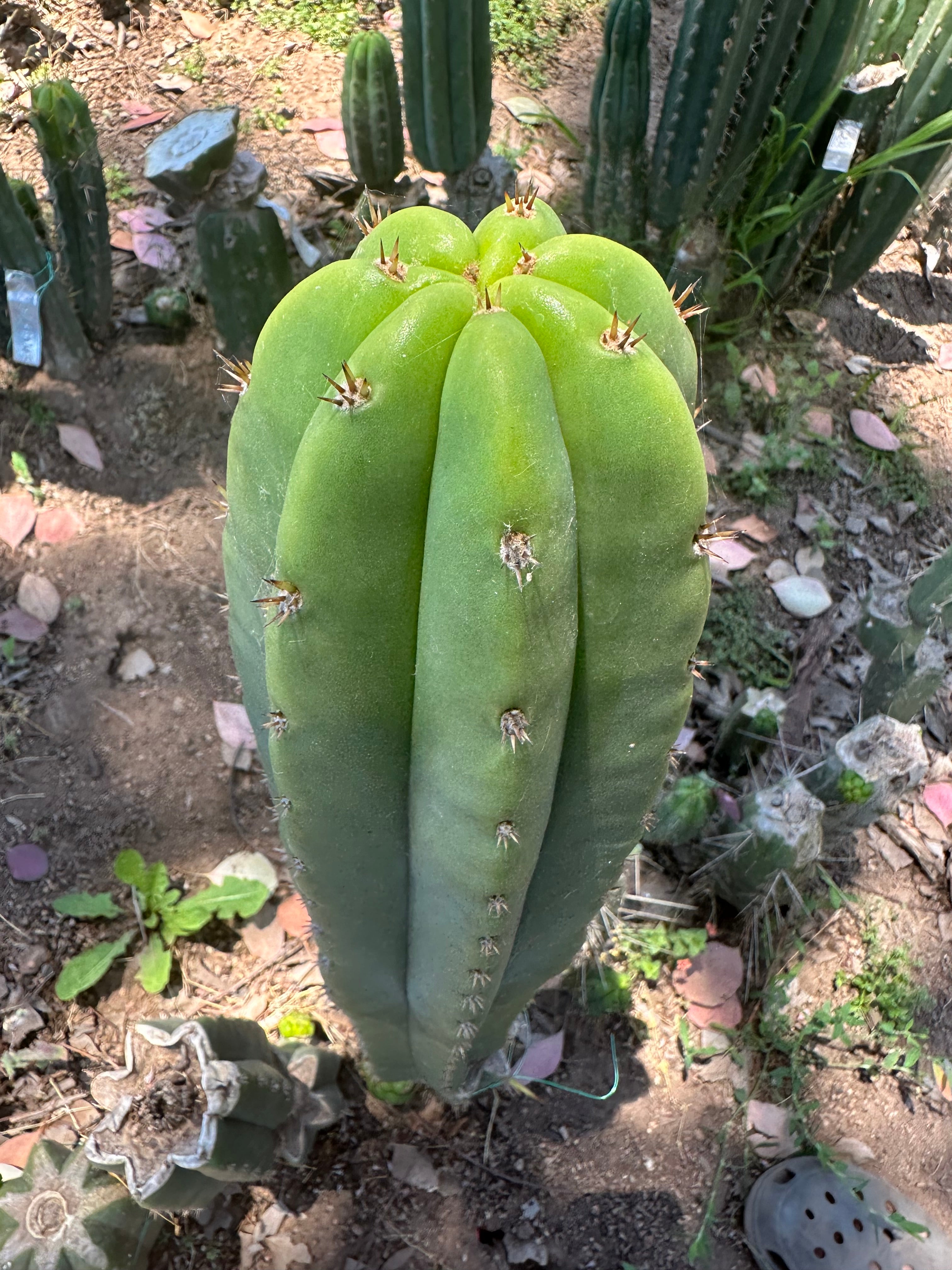 Bertha x Scop — *GIRTHY* 10” Tip