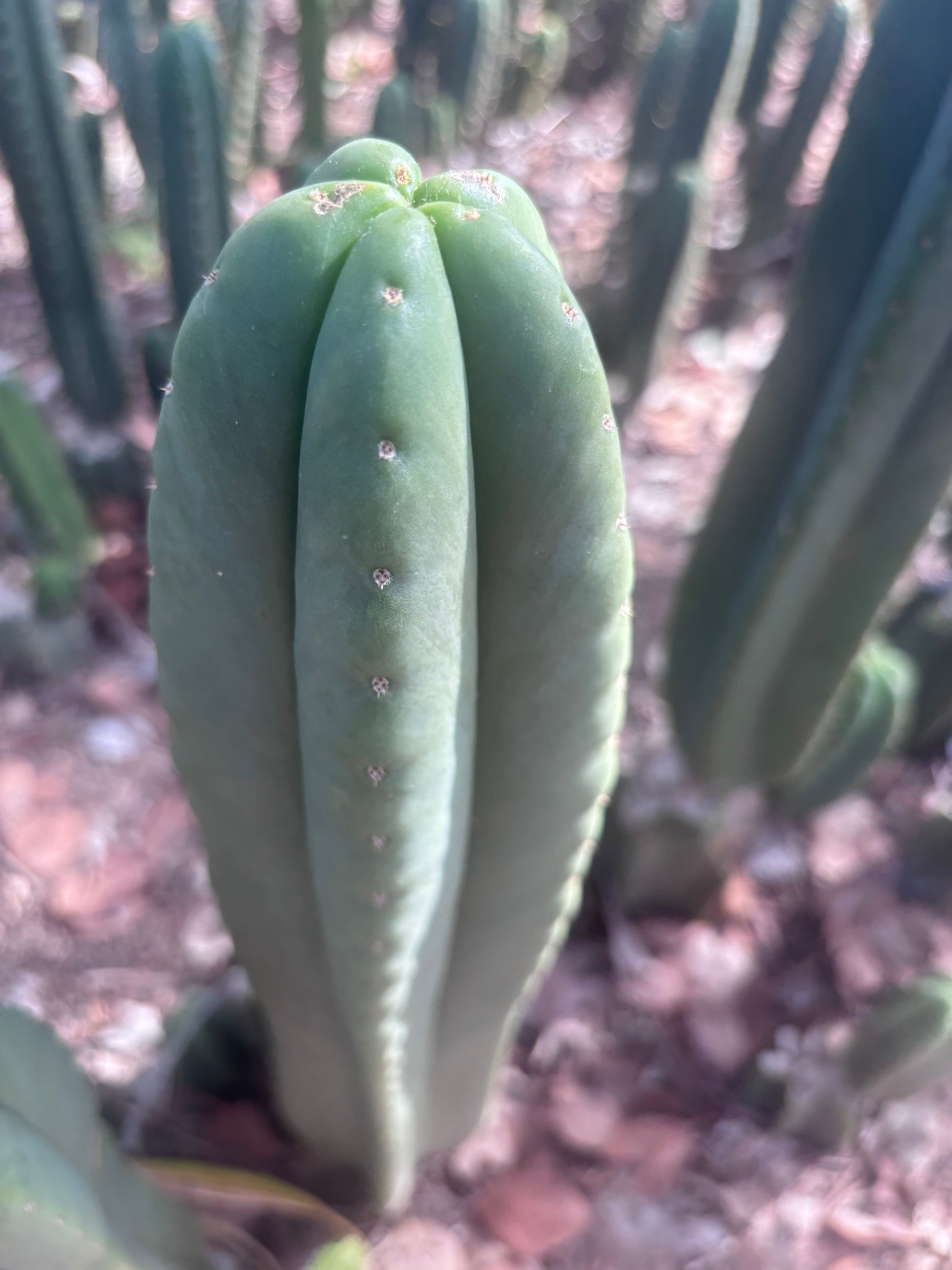 👑🌶️ Scop A — XL 14” Tip