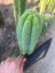 👑🌶️🌶️ Another Drop, Another Ogun — 9” Tip