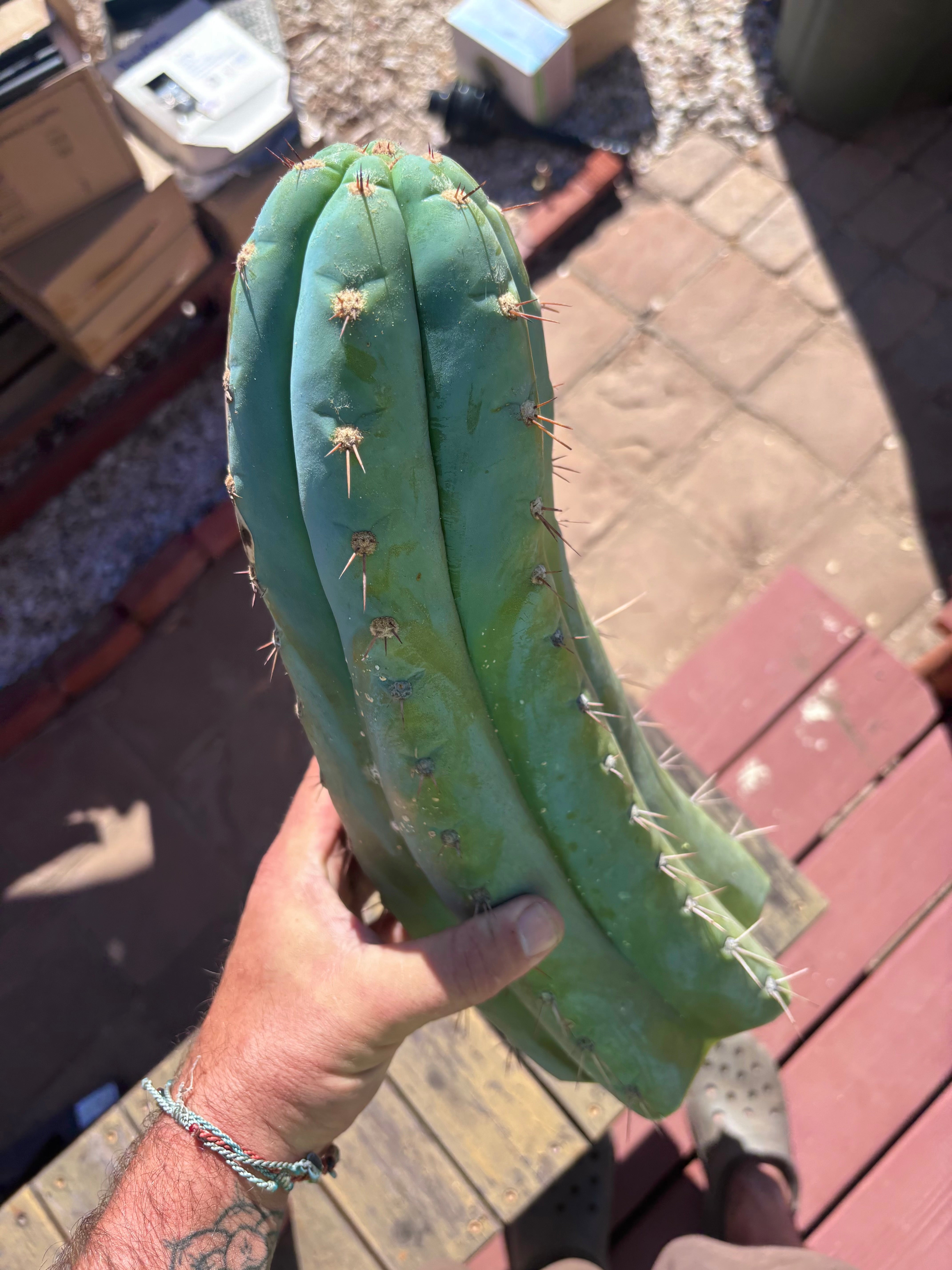 💎👑🌶️ CGG — XL 15” Tip