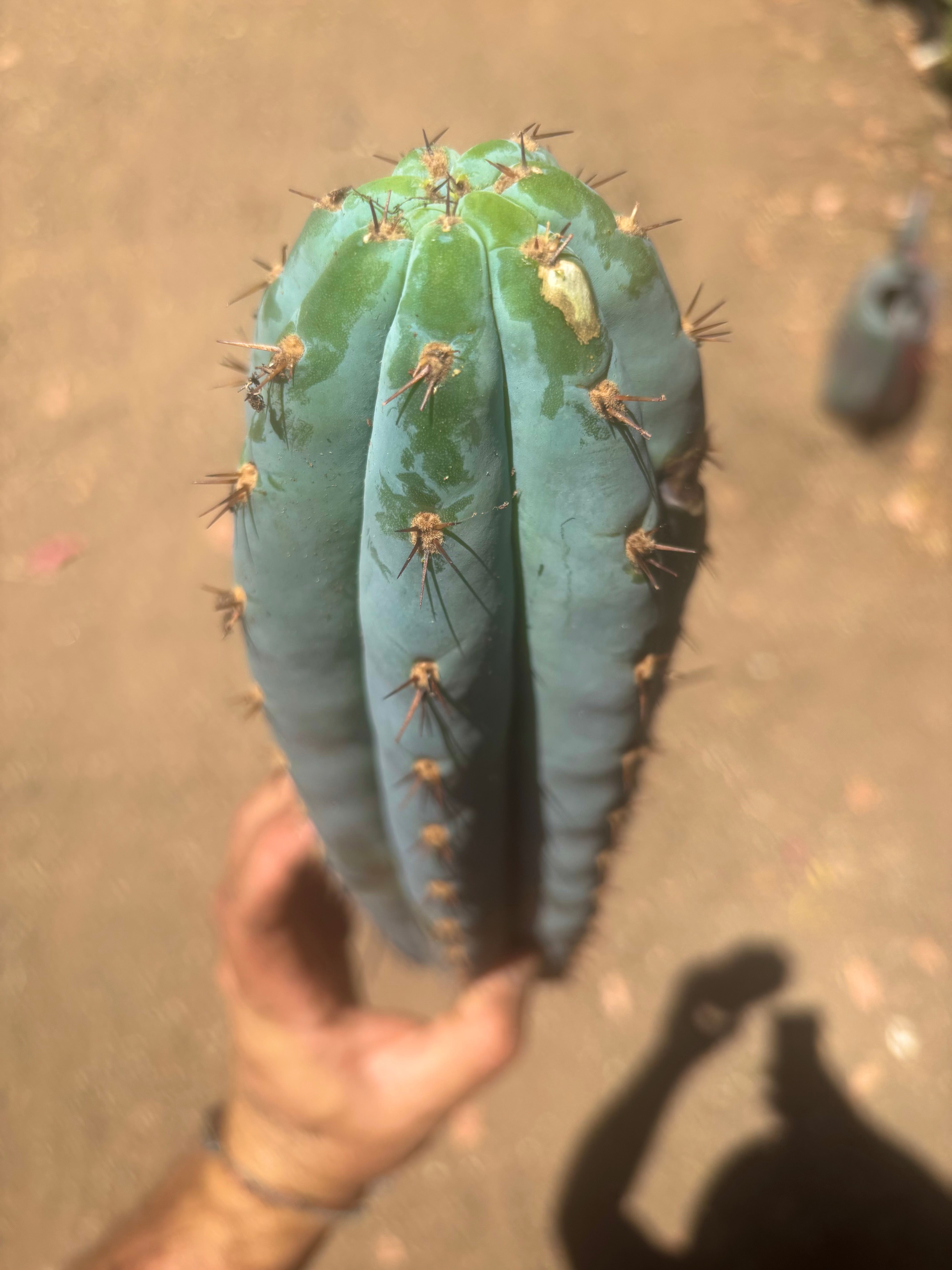 💎👑💙 Bonnaroo Blue — XL 14” Tip